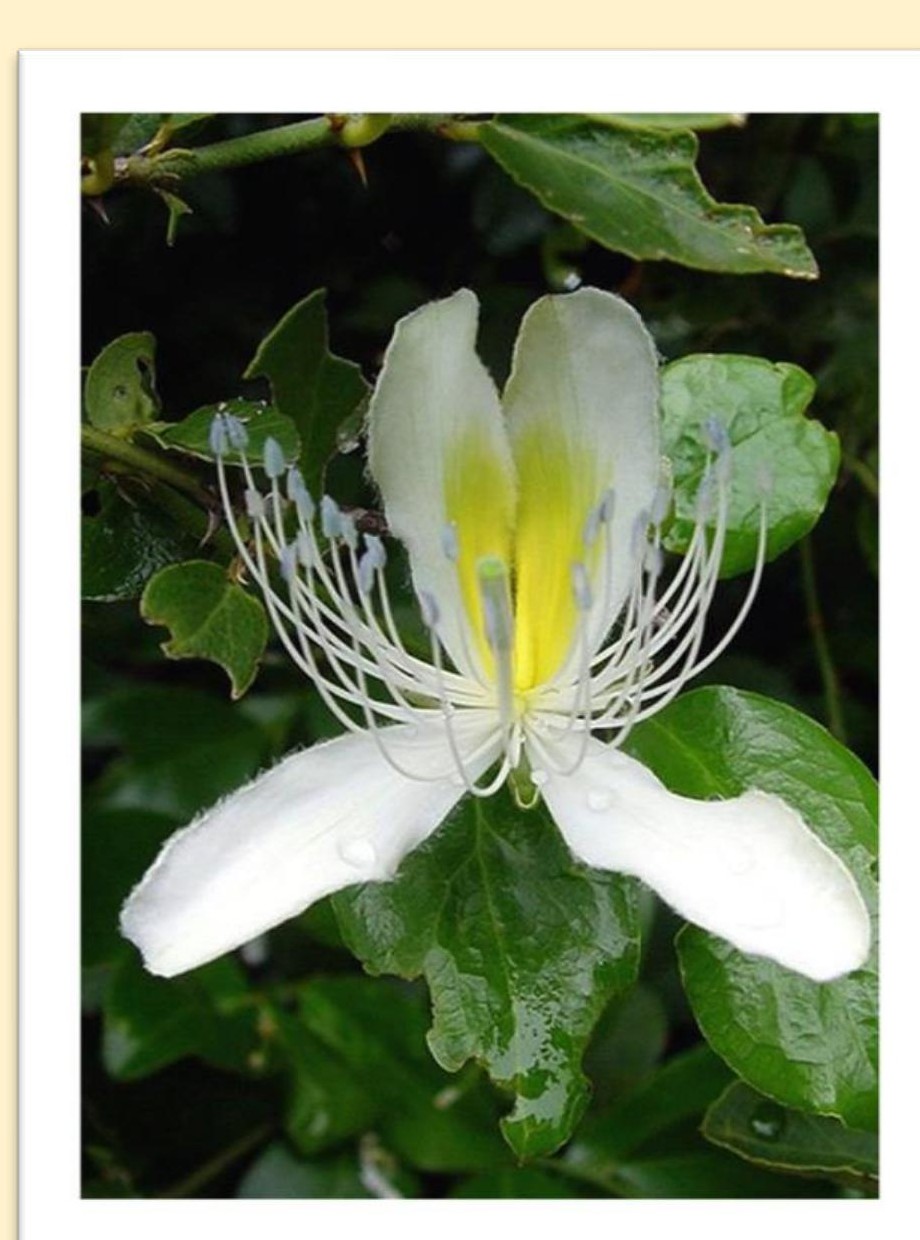 Flor Capparis brevispina
